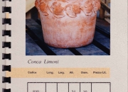 cat_97_conca_limoni
